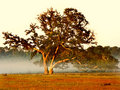 Early morning tree along hway