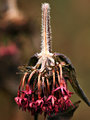 A Flower for -DAX
