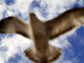 surfinbird