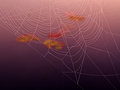 Web