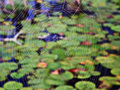 Web