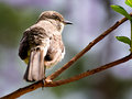 perched, left and cool