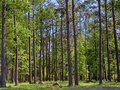A happy, young wood