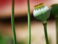 The Poppy