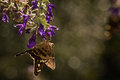 Butterfly Moth and Light