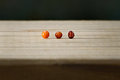 Minifruit