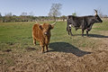 Things that go moo