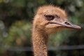 Ostrich...filthy buggars