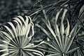 Forest Fern