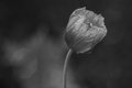 Poppies are like Crepe