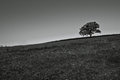 Lone