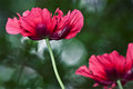 poppy