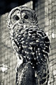 Denison Owl