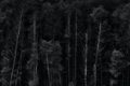 Spookable Forest