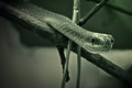 Snake Todler 