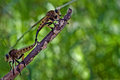 Reproducing pests