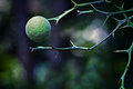 Forbidden Fruit