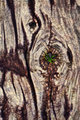 Spirits in the wood