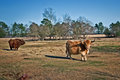 Bovine