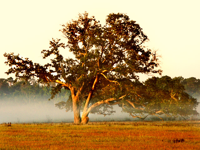 Early morning tree along hway
