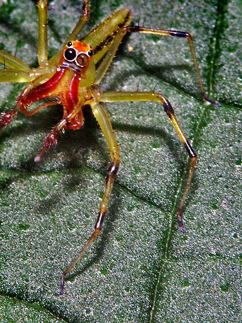 Funky Micro Spider