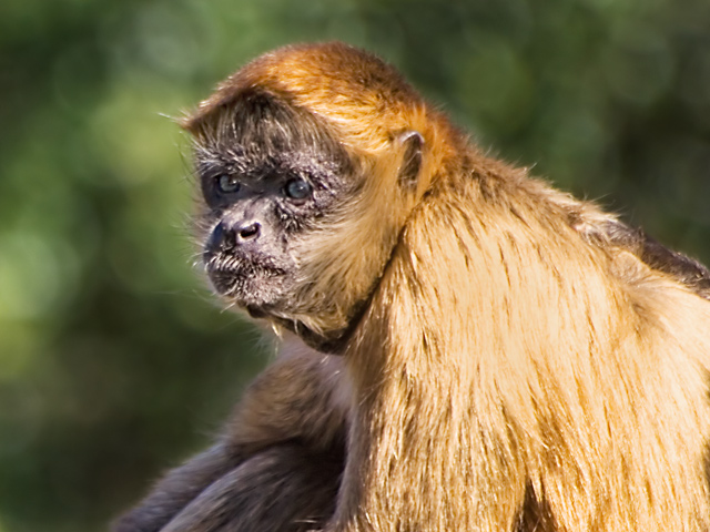Sunlight on Monkey
