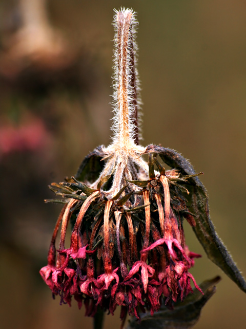 A Flower for -DAX