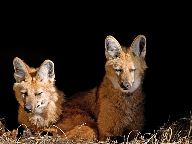 Fox At Rest