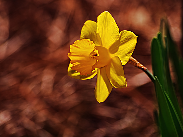 Daffodil and Light