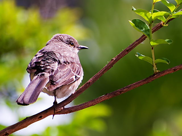 perched, left and warm