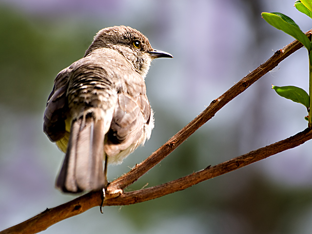 perched, left and cool