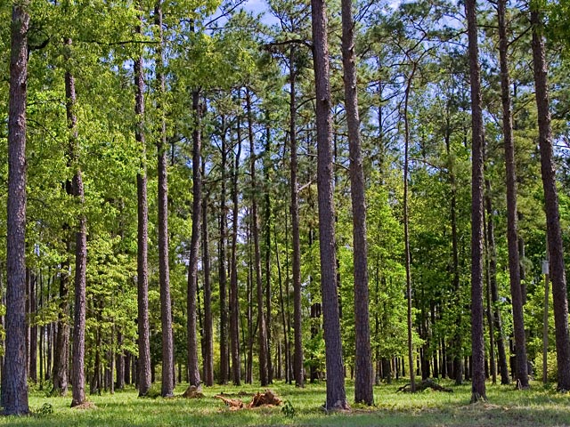 A happy, young wood