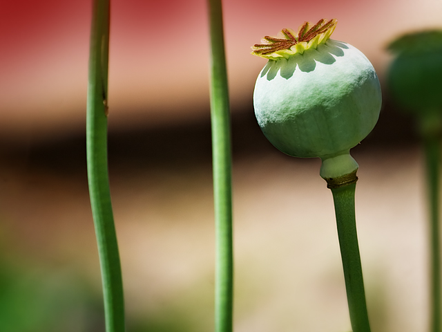 The Poppy