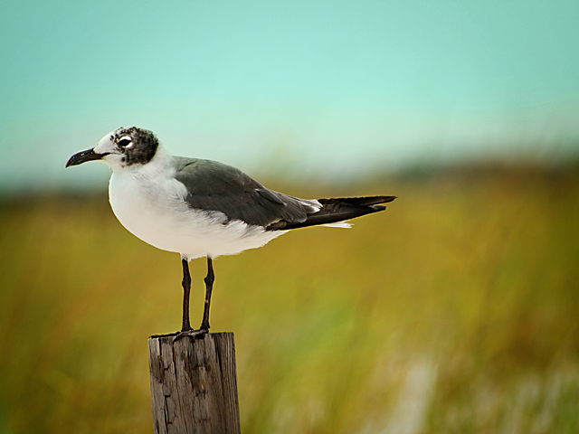 Monet's Gull