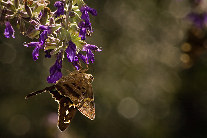 Butterfly Moth and Light