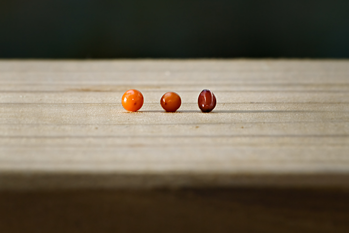 Minifruit