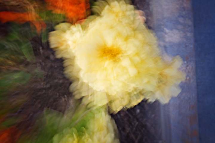 ZoomBlurFlowers