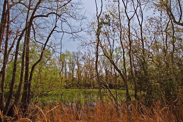 Happy Bog