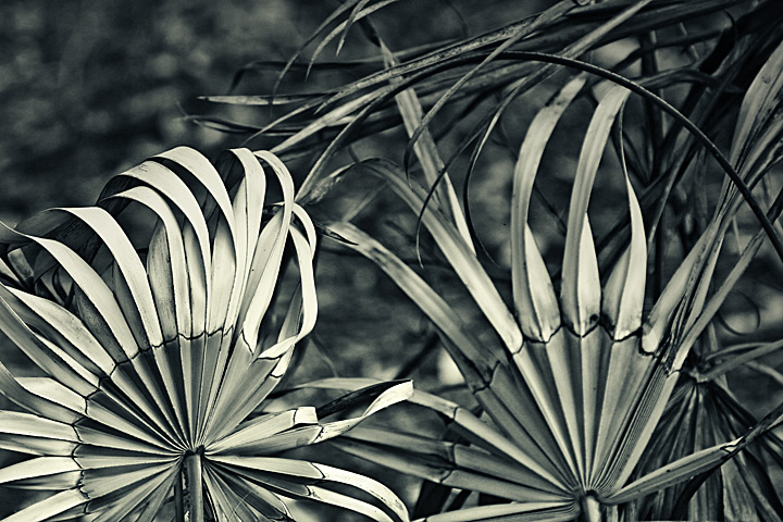 Forest Fern