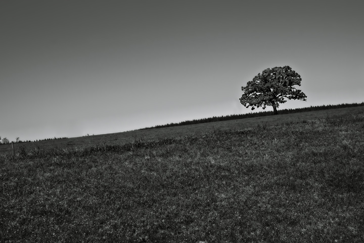 Lone
