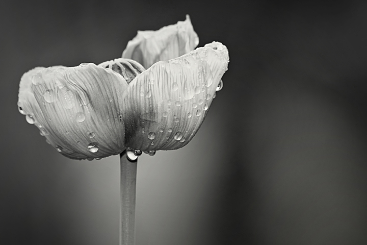 Poppy.BW