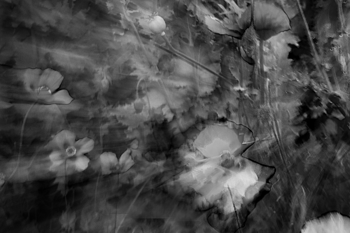 Poppy.Garden.Blur