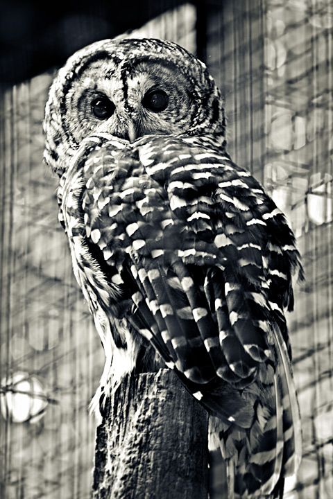 Denison Owl