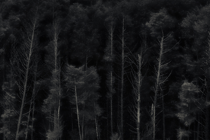 Spookable Forest