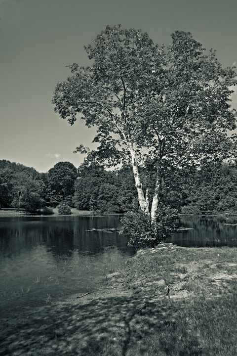 Ledyard Sawmill