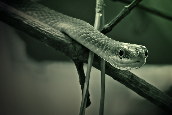 Snake Todler 