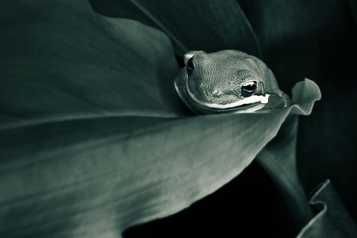 Tucked in (BW)