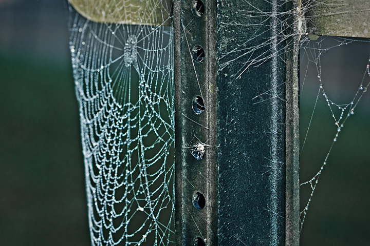 Urban Web