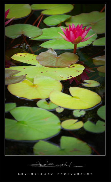 lotus pond.jpg