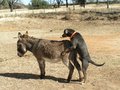 Ride 'em Doggy?